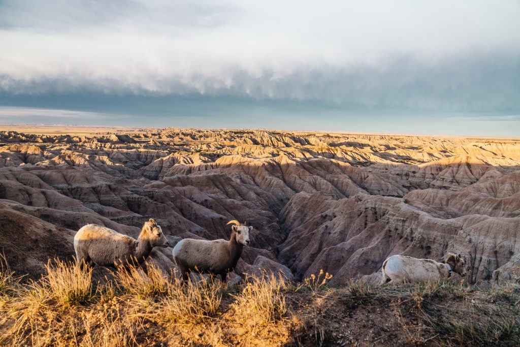 The AFT Guide to Badlands National Park - American Field Trip